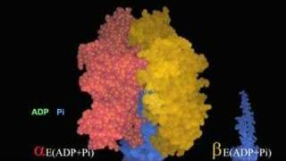 Conformational Changes in the Beta Subunits of the ATPase [upl. by Thirzia]