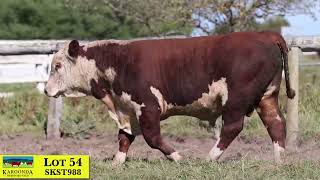 Lot 54 SKST988 Karoonda Herefords 2024 [upl. by Enovad403]