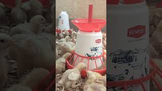 The Best Brooder setup for 1 week old Broiler chicks [upl. by Ailemac]