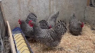 amrock chicken breed 🐓🐓🐓😍😍 [upl. by Aneema]