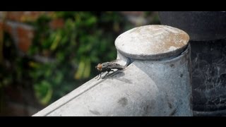 Sarcophagidae commonly known as Flesh Flies [upl. by Ayvid]