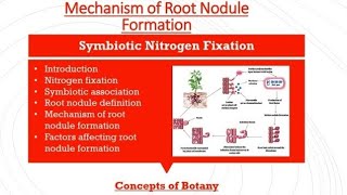 Root Nodule Formation Symbiotic Nitrogen Fixation Rhizobium Hindi Urdu Concepts of Botany [upl. by Othilie]