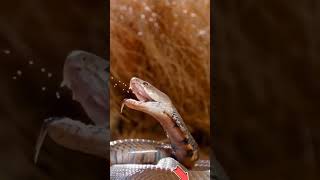 Poisonous Vs Venomous Snakes 🐍 factstelugu ytshorts [upl. by Mandi]