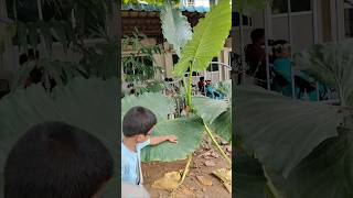 Rare elephant ear 🐘 Alocasia macrorrhiza  giant taro plant [upl. by Melisenda618]