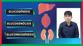 Glucogénesis glucogenólisis y gluconeogénesis DIFERENCIAS [upl. by Eli98]