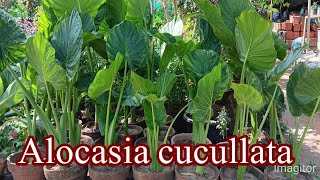 Elocasia plant complete care guide ۔Elocasia Elephant Ear care tips۔ [upl. by Nailij434]