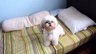 Shih tzu howling [upl. by Hailat]