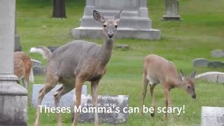 White tailed Deer Mommas And Fawns losing their spots [upl. by Vivianna]