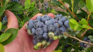 Organic Blueberry Bushes for Sale  DiMeo Farms and Blueberry Plants Nursery [upl. by Rumpf]