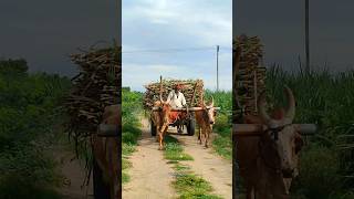 bullockcart shorts video  bullock cart ride  bullock cart videos bulls farms oxen  bullock media [upl. by Papotto]