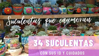 34 SUCULENTAS IDENTIFICADAS  Nombres cientificos y sus cuidados II SuculentasQueEnamoran [upl. by Eihcra532]