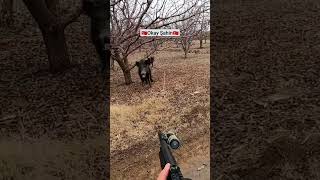 Wild boar attack the hunter   Avcıya saldıran yaban domuzu wildlife willdboar okaysahin [upl. by Callean170]