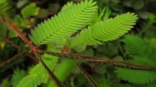 Natural Wonder The Sensitive Plant [upl. by Chaffee]