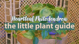 Heartleaf Philodendron Plant Guide  Philodendron Hederaceum philodendron [upl. by Ulric590]