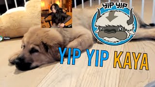 Rae MOUNTS Kaya Day 2 Edited Stream ft Hasans Puppy Valkyraes Puppy [upl. by Frydman]