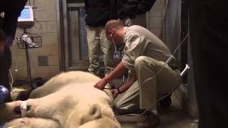 A Day in the Life of a San Diego Zoo Veterinarian [upl. by Hinkle959]