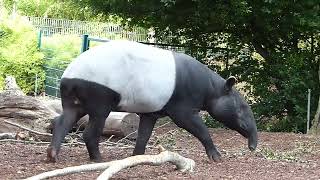 Schabraktapir Malayan tapir at Copenhagen Zoo Tapiru sindicus Zoologisk Have København [upl. by Maggi543]