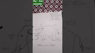 BSC Ist year🐘practical diagramslucknowbscpracticalElephas maximusElephantbscnotesbsc1styear [upl. by Grieve]