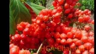 EL GUARANA PROPIEDADES Y BENEFICIOS  Dietas Salud y Nutricion [upl. by Dloreh]