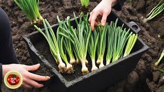 You will share onion with neighbors and it will take up a meter of space gardening [upl. by Hoye]