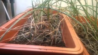 Growing garlic bulbils indoors experiment [upl. by Curr]