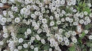 LA DULCE ALYSS 🌺🌸LOBULARIA MARITIMA Alyssum maritimum [upl. by Sherwood573]