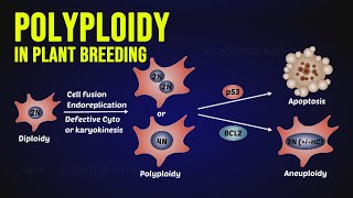 Polyploidy in Plant Breeding [upl. by Ladnyk]