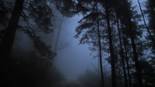 Virtual Drive Through The Dark and Foggy Forest  Rain and Thunder [upl. by Zoi114]