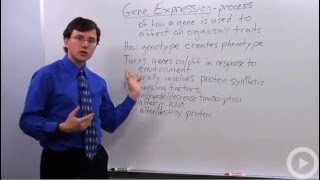 Gene Expression [upl. by Stockton]