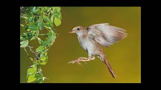 NIGHTINGALE SONG  3 hours REALTIME 2022 Plentiful Nightingale Singing BirdsongNature sounds [upl. by Caz]