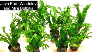 Java Fern Windelov and Mini Bolbitis  New Species at the Aquarium Plant Farm [upl. by Notsej288]