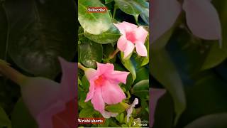 Mandevilla flowers gardening 🌸🌸🌸shorts viralshorts [upl. by Tnarud]