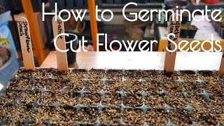 Cut flower germination light vs dark and cold stratification [upl. by Einnod]