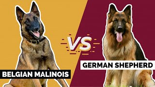 Belgian Malinois Vs German Shepherd Which is Better [upl. by Pinchas]