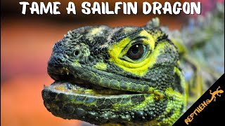 How to Tame a Sailfin Dragon  The EASY Way [upl. by Anasxor176]