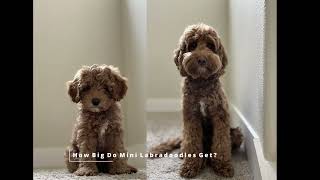 HOW BIG DO Mini LABRADOODLES GET [upl. by Seline]