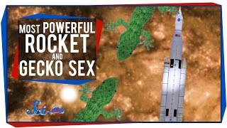 The Most Powerful Rocket Ever and Gecko Sex in Space [upl. by Matthia]