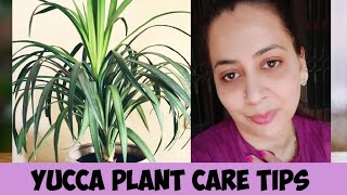 Yucca plantAll about Yucca plant care in detail How to care Yucca plant indoor and outdoor [upl. by Ylatan]