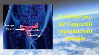 La structure de lappareil reproducteur féminin [upl. by Waers]