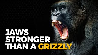 The Insane Biology of The Gorilla [upl. by Sidman]