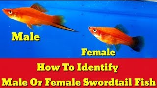 How To Identify Male Or Female Swordtail Fish [upl. by Attenol143]