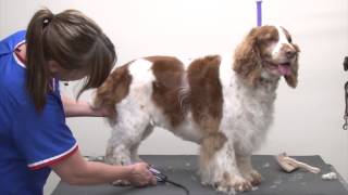 Grooming a Pet Welsh Springer Spaniel Using Carding Clipping amp Scissoring Techniques [upl. by Roinuj]