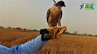 Red Naped Shaheen Falcon  Last Flight April 7 2021 [upl. by Tada628]