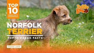 Norfolk Terrier  Norfolk Terrier Dog Breed  Top 10 Norfolk Terrier Facts from Doggo Love [upl. by Elyc]