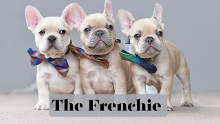 The French Bulldog  Fabulous Doggie [upl. by Nitsed319]