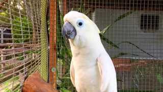 Cockatoo Parrot Talking Waving Dancing amp Singing  Bird Gardens of Naples [upl. by Eeslehc]