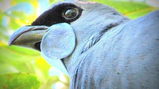 Poutama the North Island Kokako Tiritiri Matangi [upl. by Bagley]