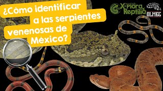 ¿Cómo identificar a las serpientes venenosas en México [upl. by Rehpinnej495]