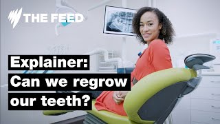 Can we regrow our teeth  Explainer  SBS The Feed [upl. by Bolanger339]