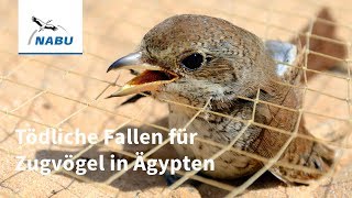 Tödliche Falle für Millionen Zugvögel  Fangnetze an Ägyptens Küste [upl. by Frager]